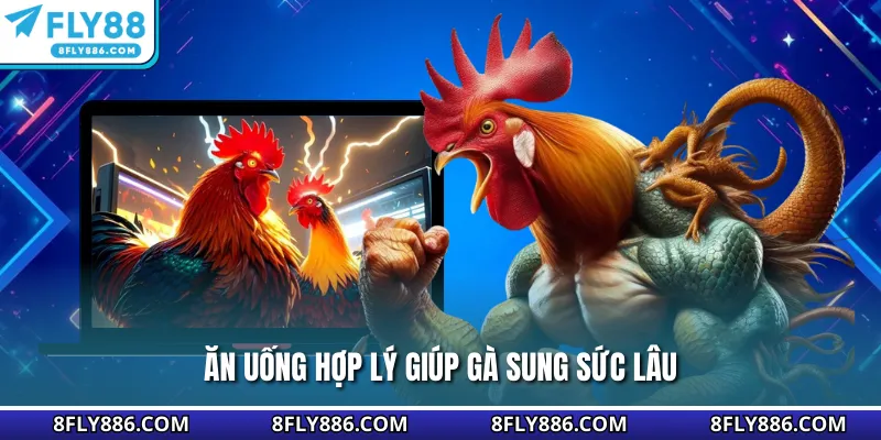 Ăn uống hợp lý giúp gà sung sức lâu