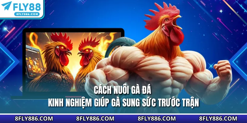 Cách Nuôi Gà Đá - Kinh Nghiệm Giúp Gà Sung Sức Trước Trận