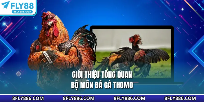 Giới thiệu tổng quan bộ môn đá gà Thomo