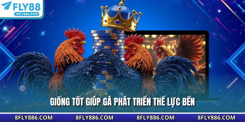 Giống tốt giúp gà phát triển thể lực bền