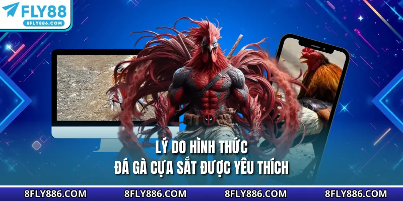 Lý do hình thức đá gà cựa sắt được yêu thích