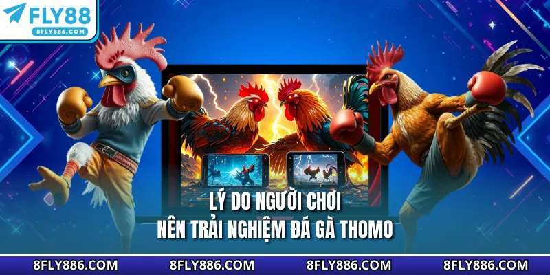 Lý do người chơi nên trải nghiệm đá gà Thomo